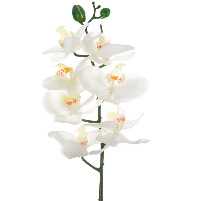 White True Touch Phalaenopsis Orchid Stem Hobby Lobby 1397066
