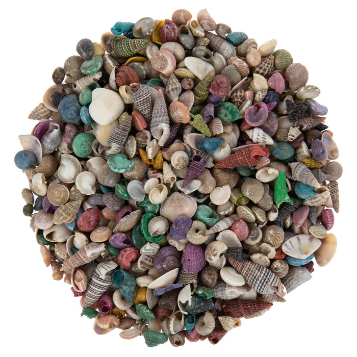 Hobby Shells Hobby Lobby 164087