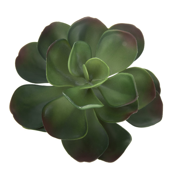 Echeveria Succulent Bush Hobby Lobby 1727536