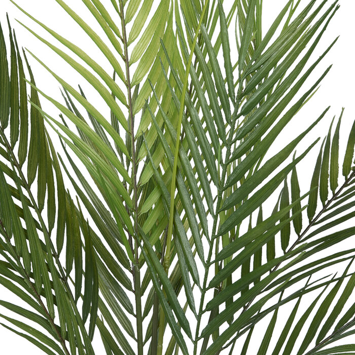 Areca Palm In Black Pot Hobby Lobby 2048080