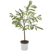 Potted Olive Tree - Small