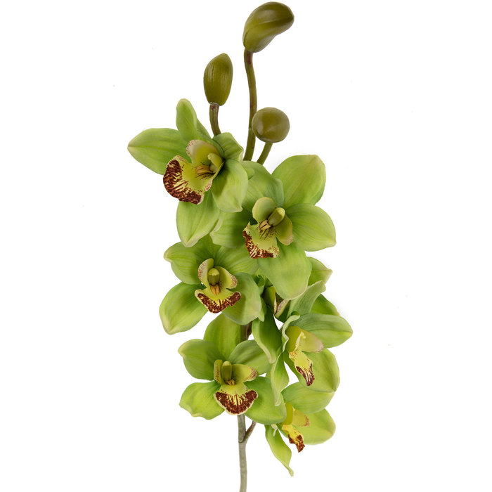 Green Cymbidium Orchid Stem Hobby Lobby 742858