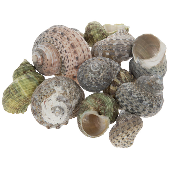 Green Turbo Shells Hobby Lobby 2138717