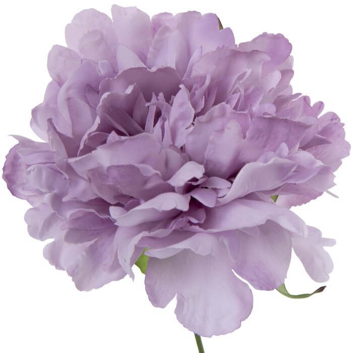 Peony Pick Hobby Lobby