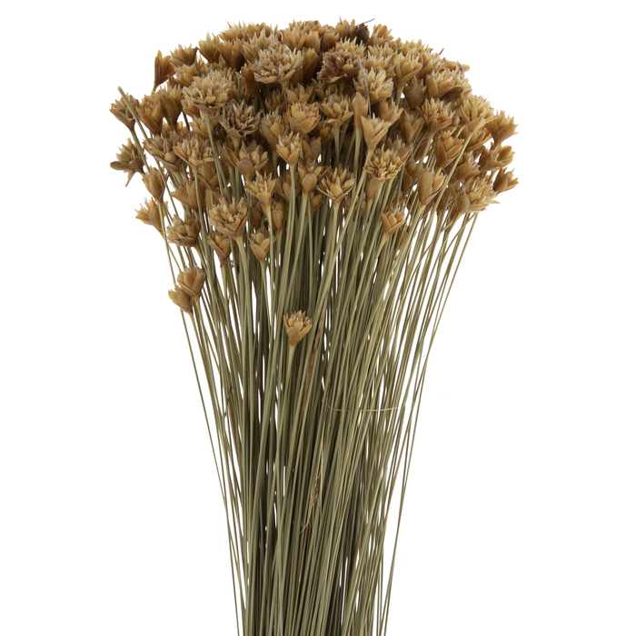 Dried Natural Hill Flower Bundle Hobby Lobby 2044204