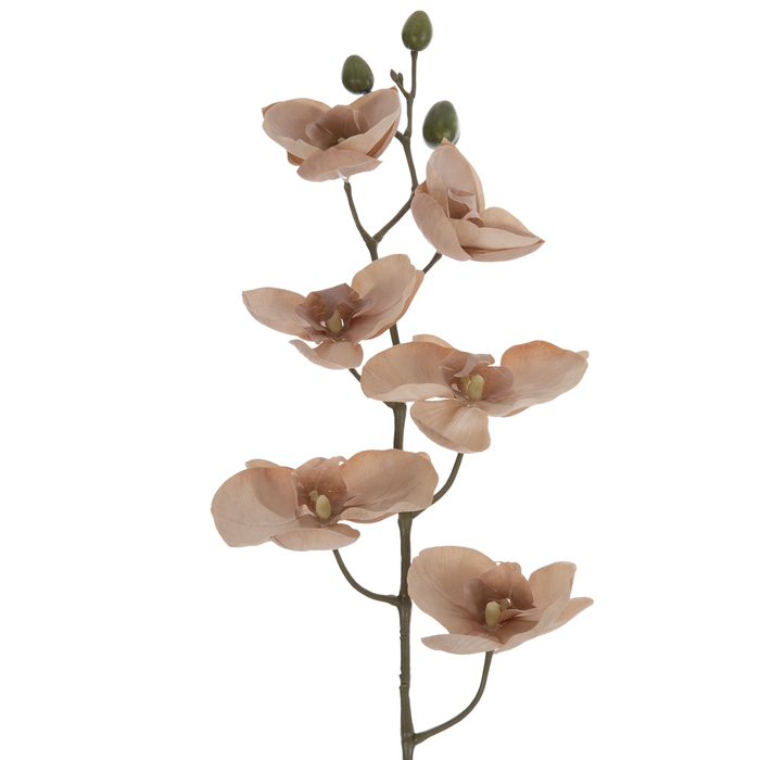 Phalaenopsis Orchid Stem Hobby Lobby