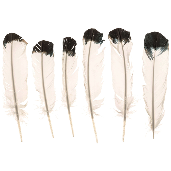 White & Black Imitation Eagle Feathers 9" 11" Hobby Lobby 869024