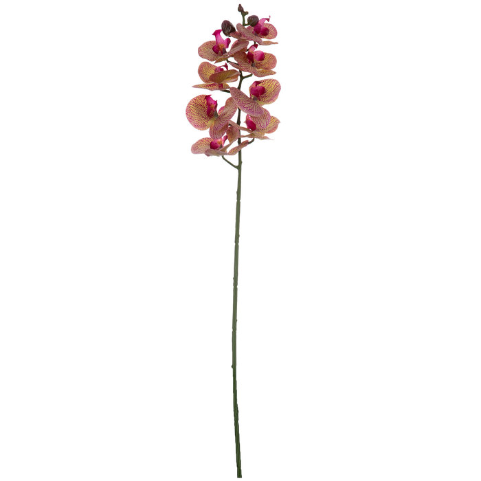 True Touch Phalaenopsis Orchid Stem Hobby Lobby