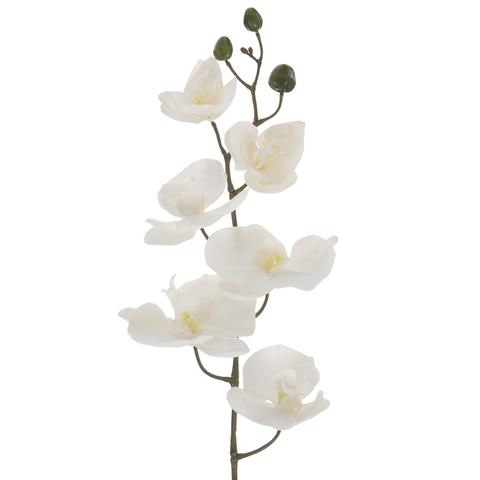 Cream Phalaenopsis Orchid Stem Hobby Lobby 2016228