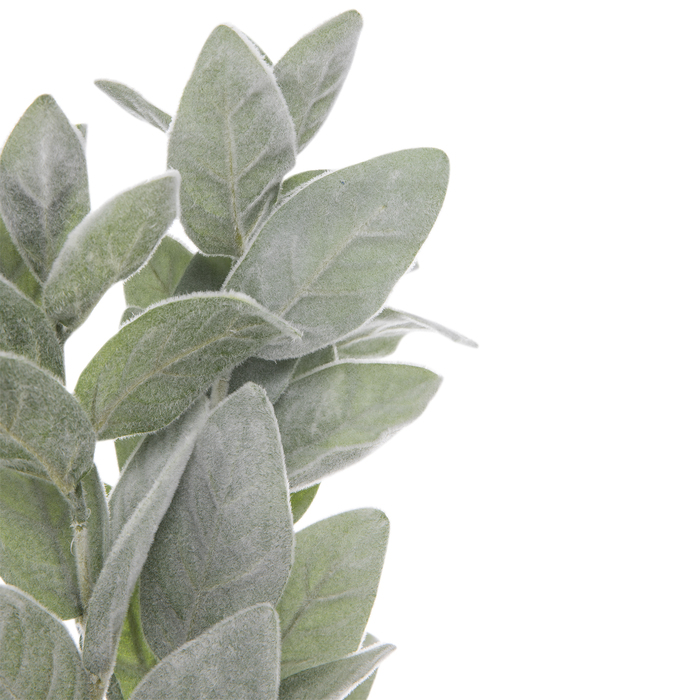 Lamb's Ear Bush Hobby Lobby 1888221