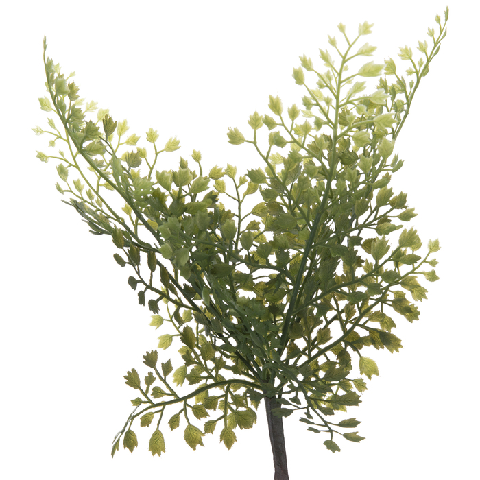 Maidenhair Fern Pick Hobby Lobby 2011138