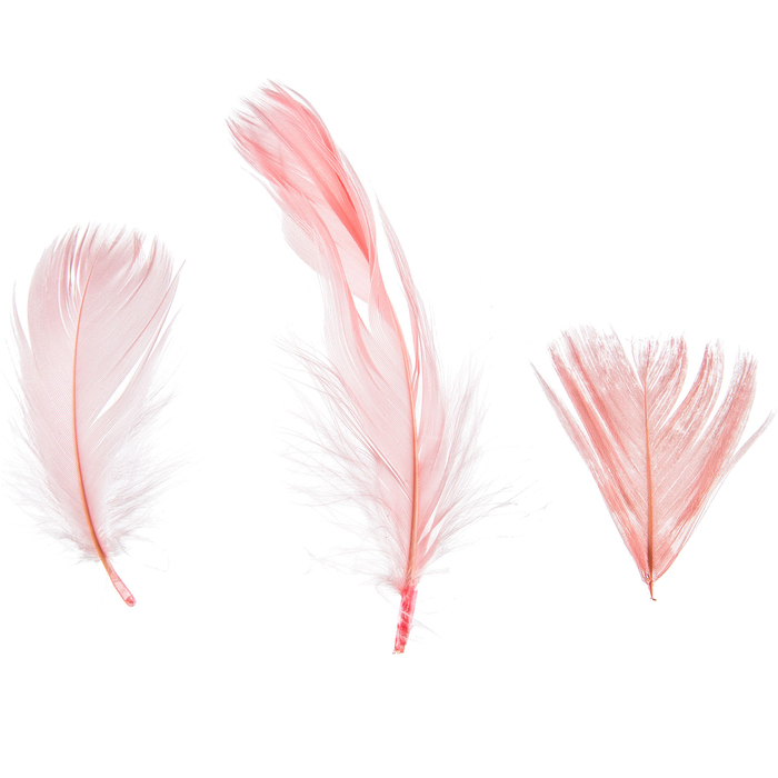 Goose Feathers Hobby Lobby