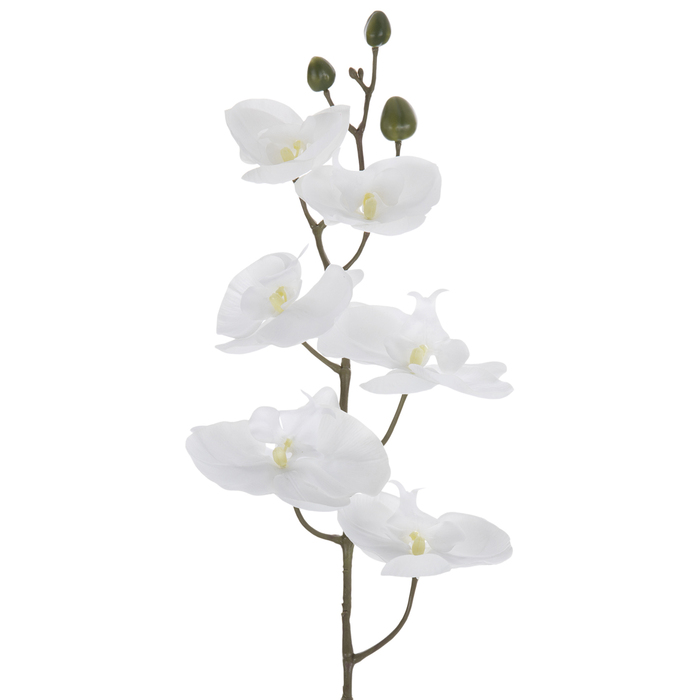 White Phalaenopsis Orchid Stem Hobby Lobby 2016210