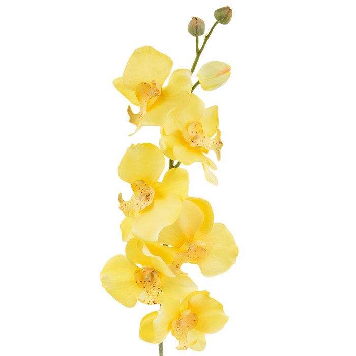 Yellow Phalaenopsis Orchid Stem Hobby Lobby 322636