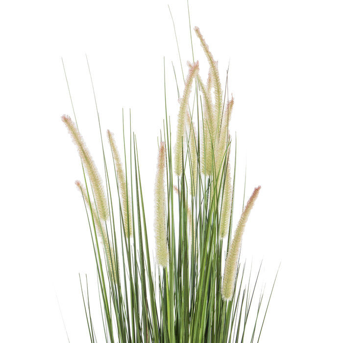 Dogtail Onion Grass Potted Plant Hobby Lobby 530683