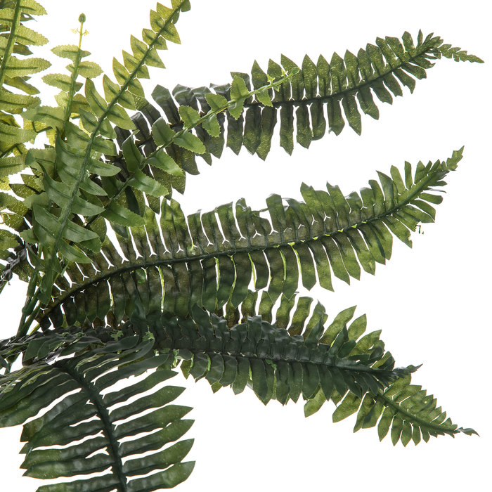 Ruffled Boston Fern Bush Hobby Lobby 707091