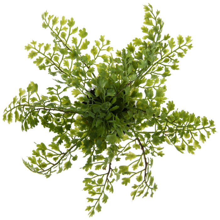 Potted Maiden Hair Fern Hobby Lobby 1081462
