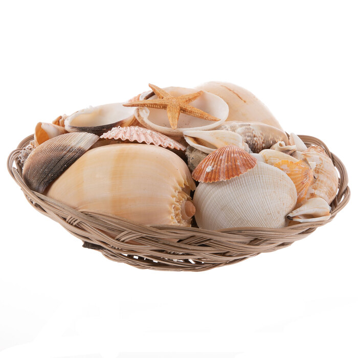 Basket Of Shells Hobby Lobby 662890