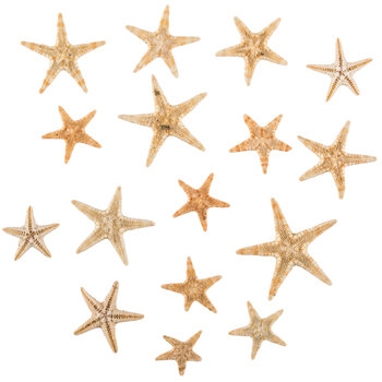 Mini Starfish Bezel Fillers | Hobby Lobby | 1324227